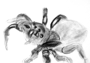 The Mouse Spider